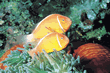 A yellow fish